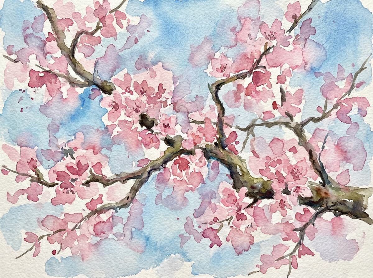 Cherry Blossoms
